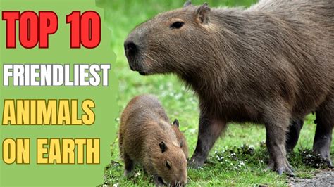 top 10 friendliest animals